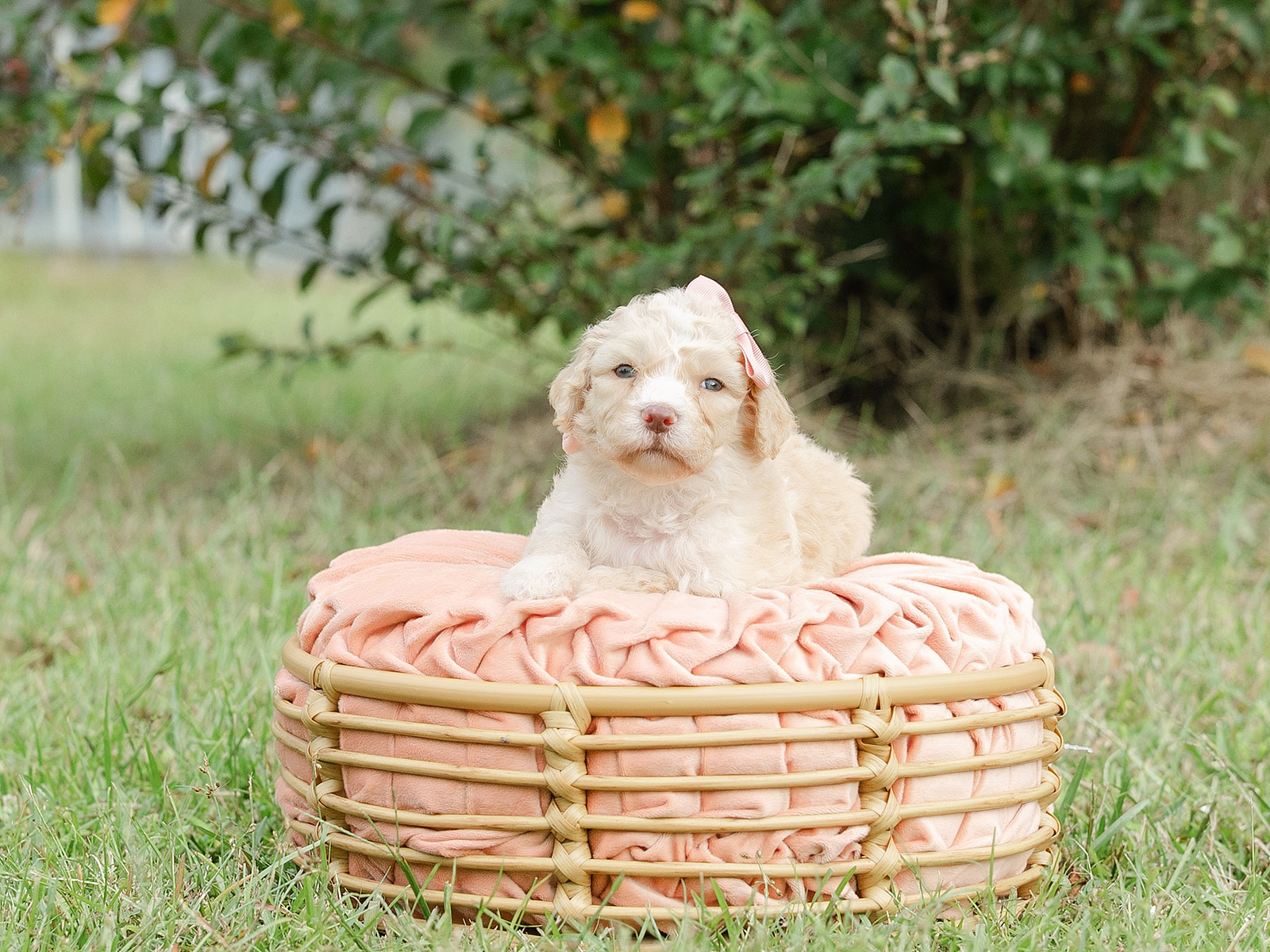 Oatmeal-Female-$2800