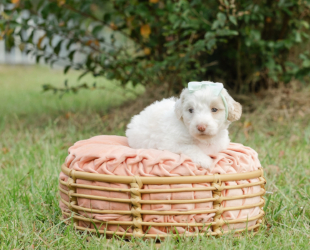 Salted Caramel-Female-$2800