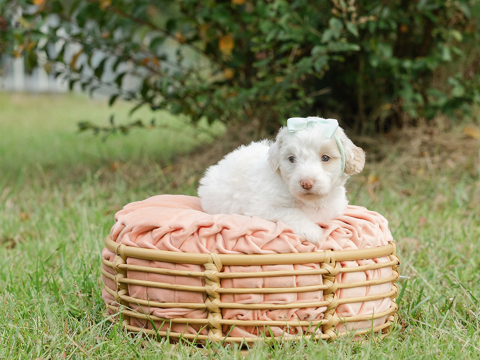 Salted Caramel-Female-$2800