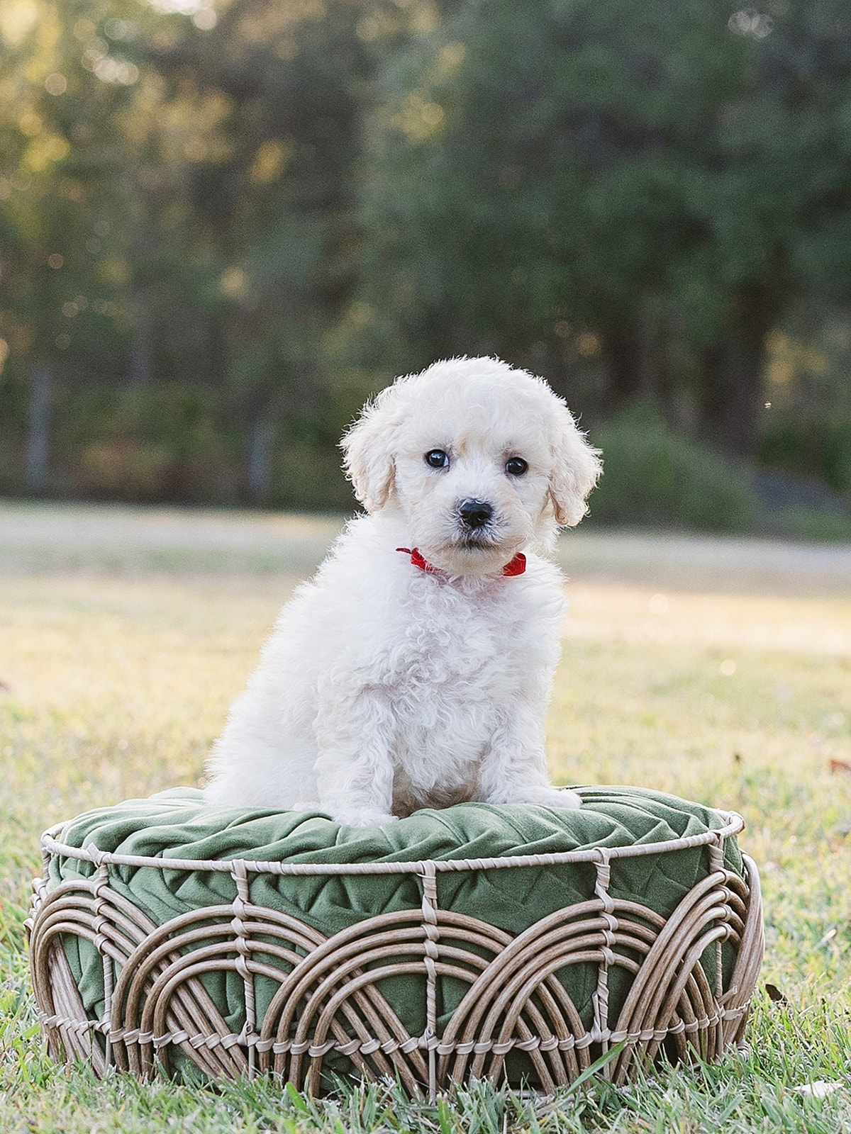 Nutter Butter-Male-$2800