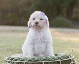 Nila Wafter-Female-$2800
