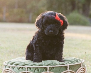 Chocolate Chunk-Female-$2800