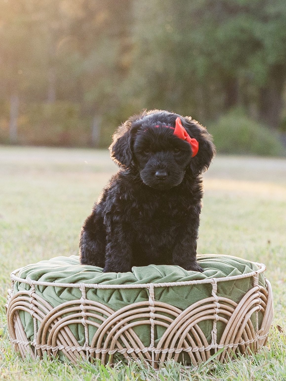 Chocolate Chunk-Female-$2800