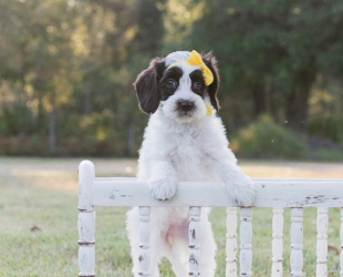 Electra-Female-$3000