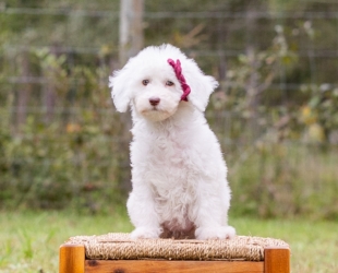 Chocolate Chip-Female-$2800