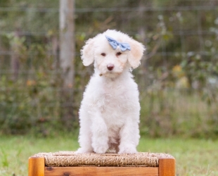 Nila Wafter-Female-$2800