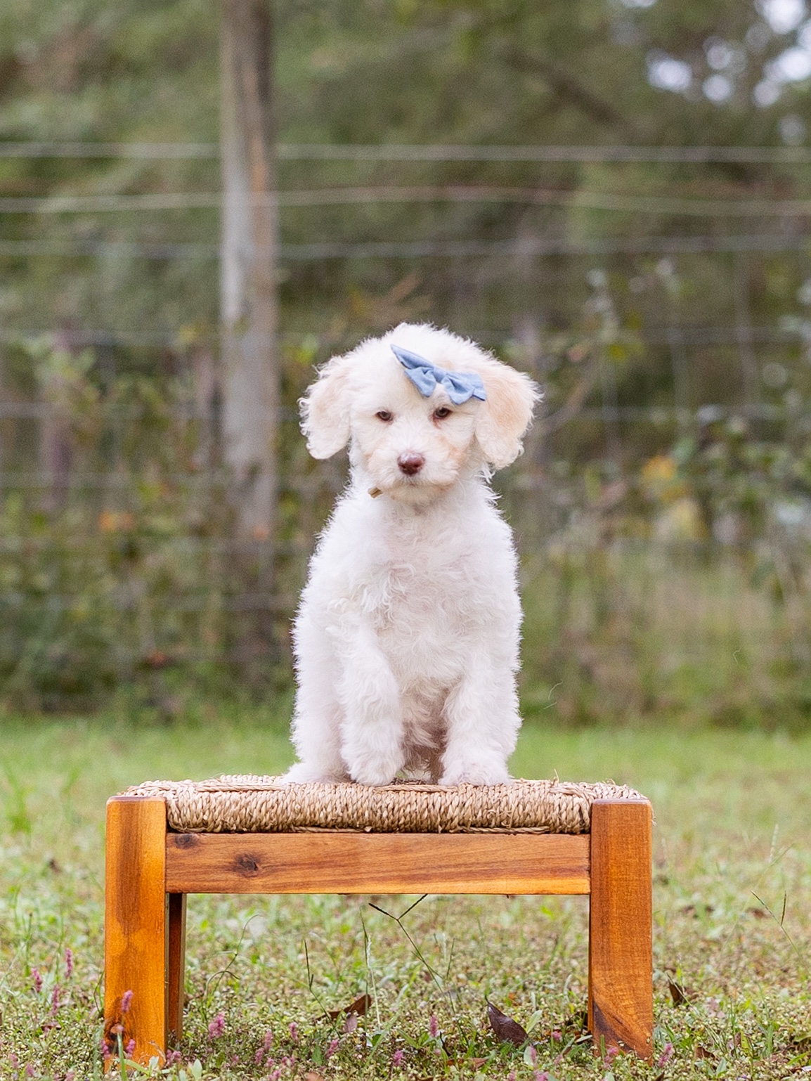 Nila Wafter-Female-$2800