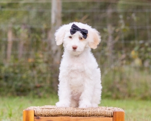 Salted Caramel-Female-$2800