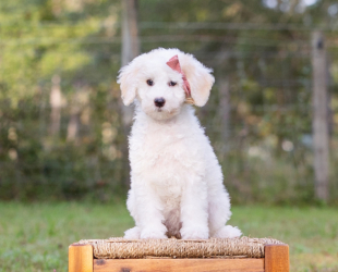Sugar-Female-$2800