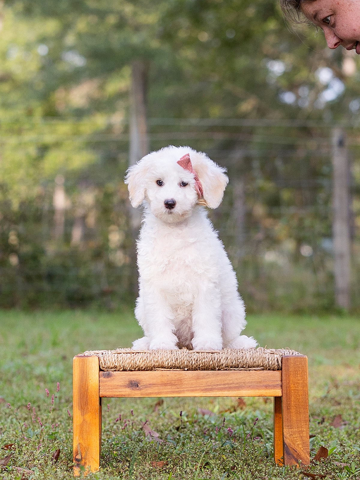 Sugar-Female-$2800