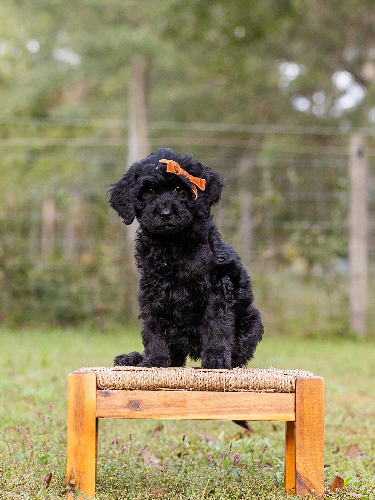 Chocolate Chunk-Female-$2800