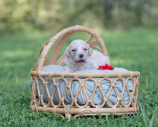 Nutter Butter-Male-$2800