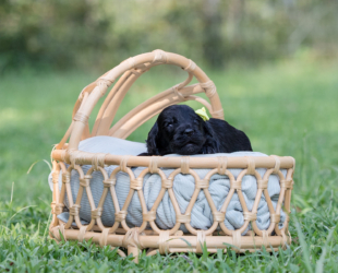Chocolate Chunk-Female-$2800