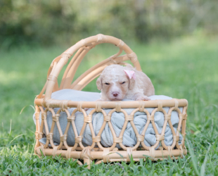 Oatmeal-Female-$2800