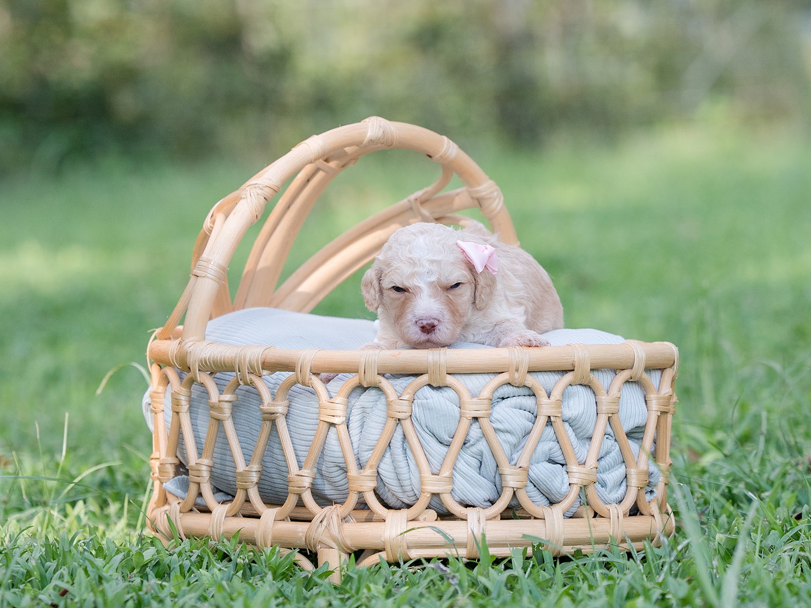 Oatmeal-Female-$2800