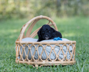 Oreo-Male-$2800