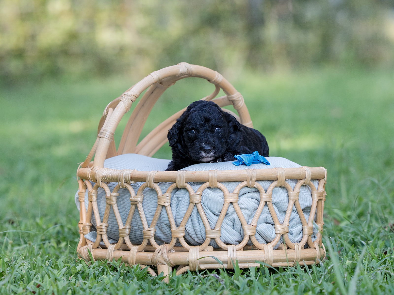 Oreo-Male-$2800