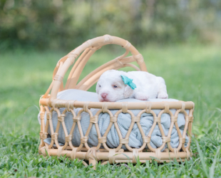 Salted Caramel-Female-$2800