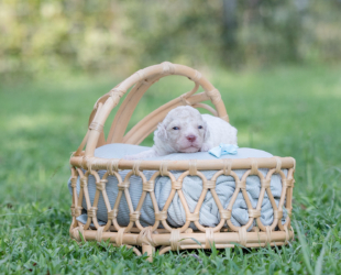 Snickerdoodle-Male-$2800