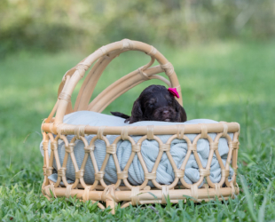 Sprinkle-Female-$2800