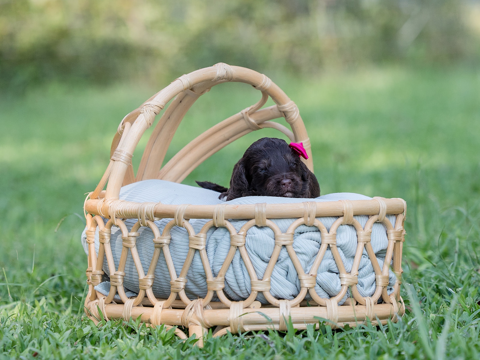 Sprinkle-Female-$2800