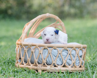 Sugar-Female-$2800