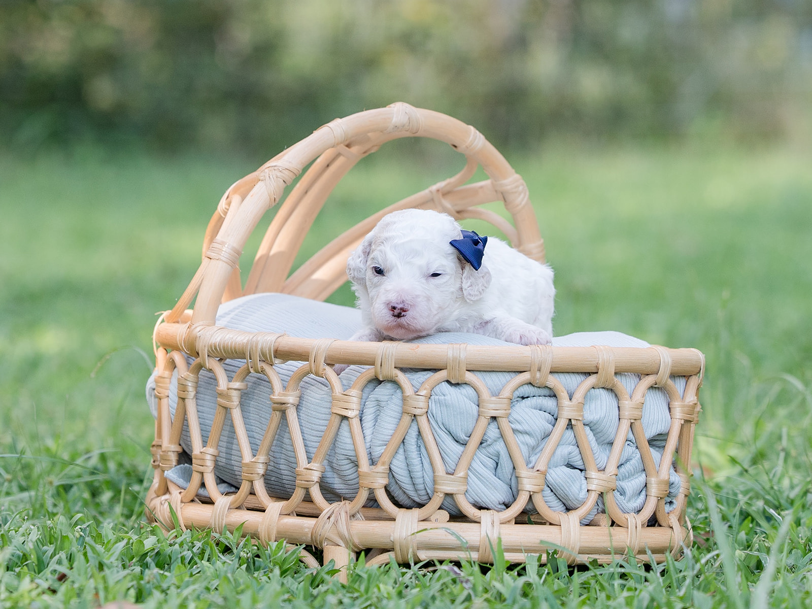 Sugar-Female-$2800