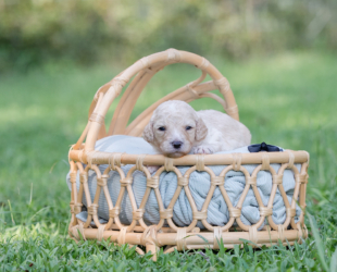 Tagalong-Male-$2800