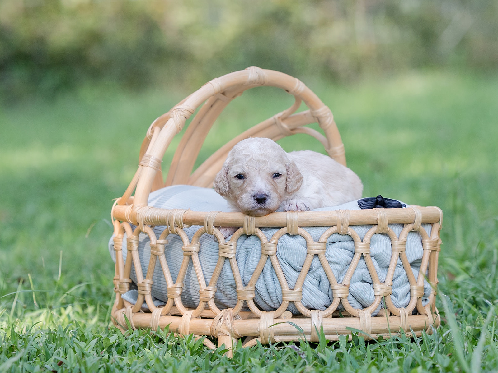 Tagalong-Male-$2800