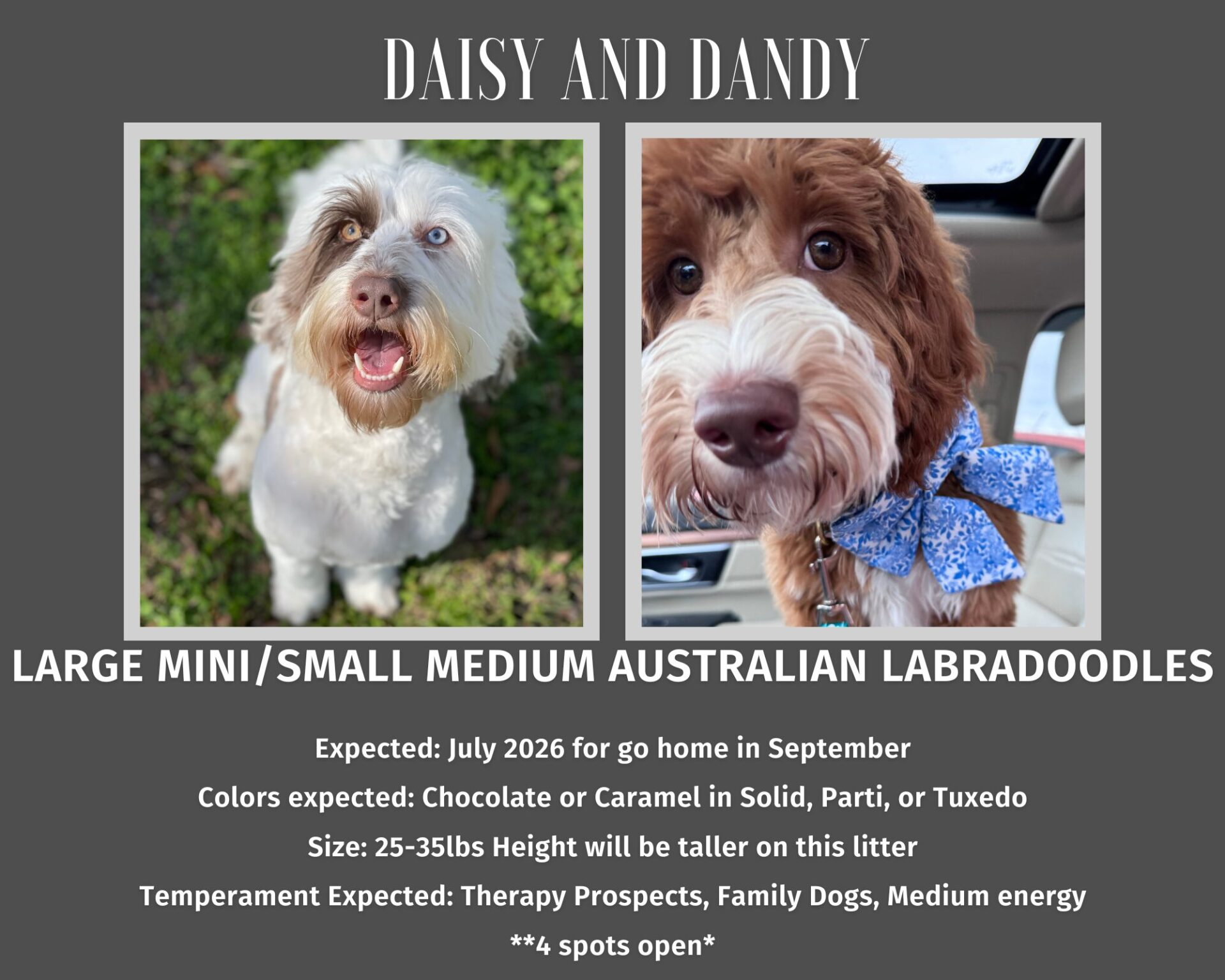 Miniature Australian Labradoodles for Adoption in GA | CNR Farms