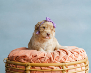 Blitzen-Female-$3000