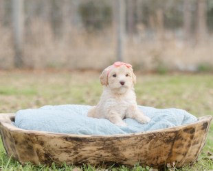 Blitzen-Female-$3000