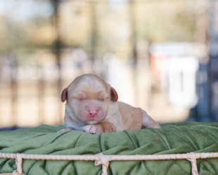 Blitzen-Female-$3000