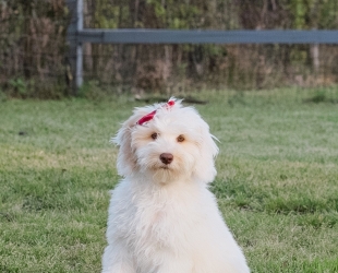 Bebe-Female-$2700(discounted through 4/5)