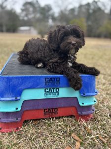 CFFC4445-B9F7-4DB7-905F-A5454015A83D