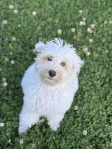 Caramel Parti Australian Labradoodle