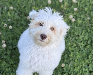 Bebe-Female-$2700(discounted through 4/5)