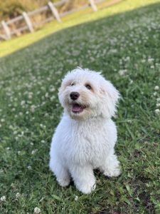 Caramel Parti Australian Labradoodle Female