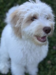 Caramel Parti Australian Labradoodle For Sale