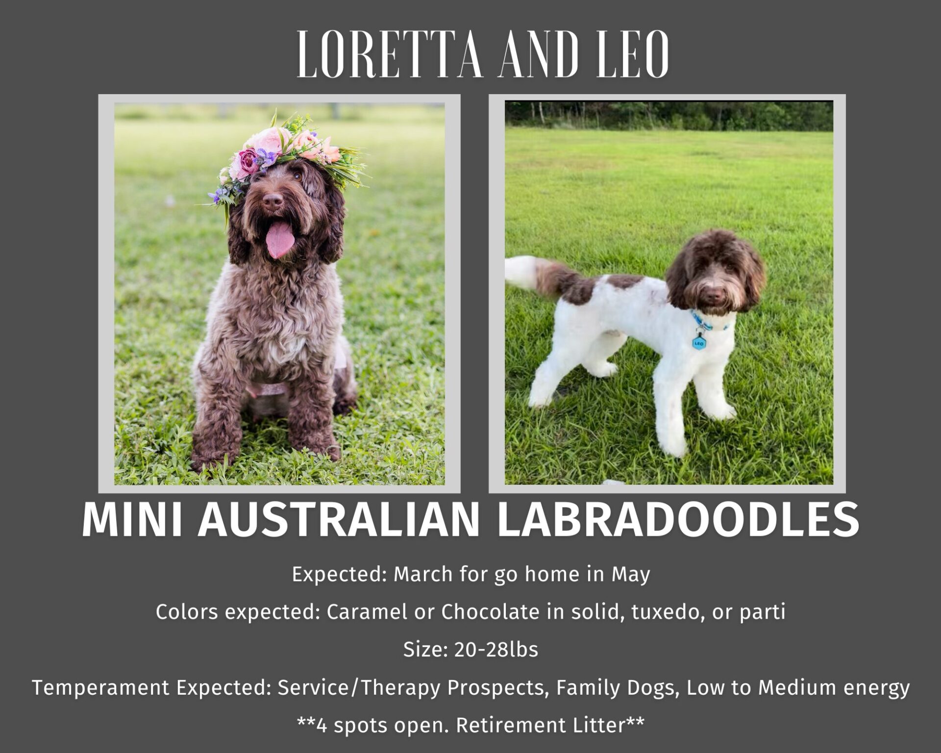 Miniature Australian Labradoodles for Adoption in GA | CNR Farms