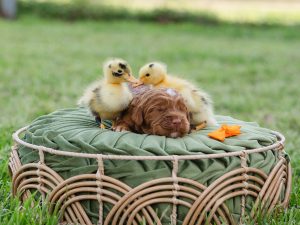 2026 Pet CNR Cardinal, a male australian labradoodle puppy, playing with some chicks