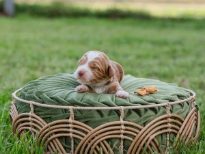 Male Carmel Tuxedo colored Australian Labradoodle Puppy