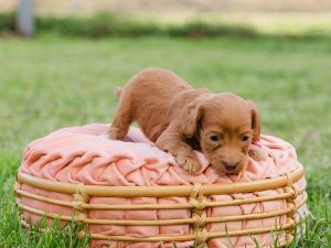 carmel colored australian labradoodle puppy named Oink