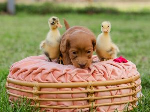 Oink (labradoodle puppy) playing with chicks in a basket