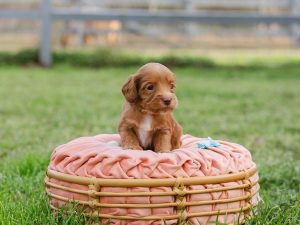 male carmel colored australian labradoodle puppy named Hoot