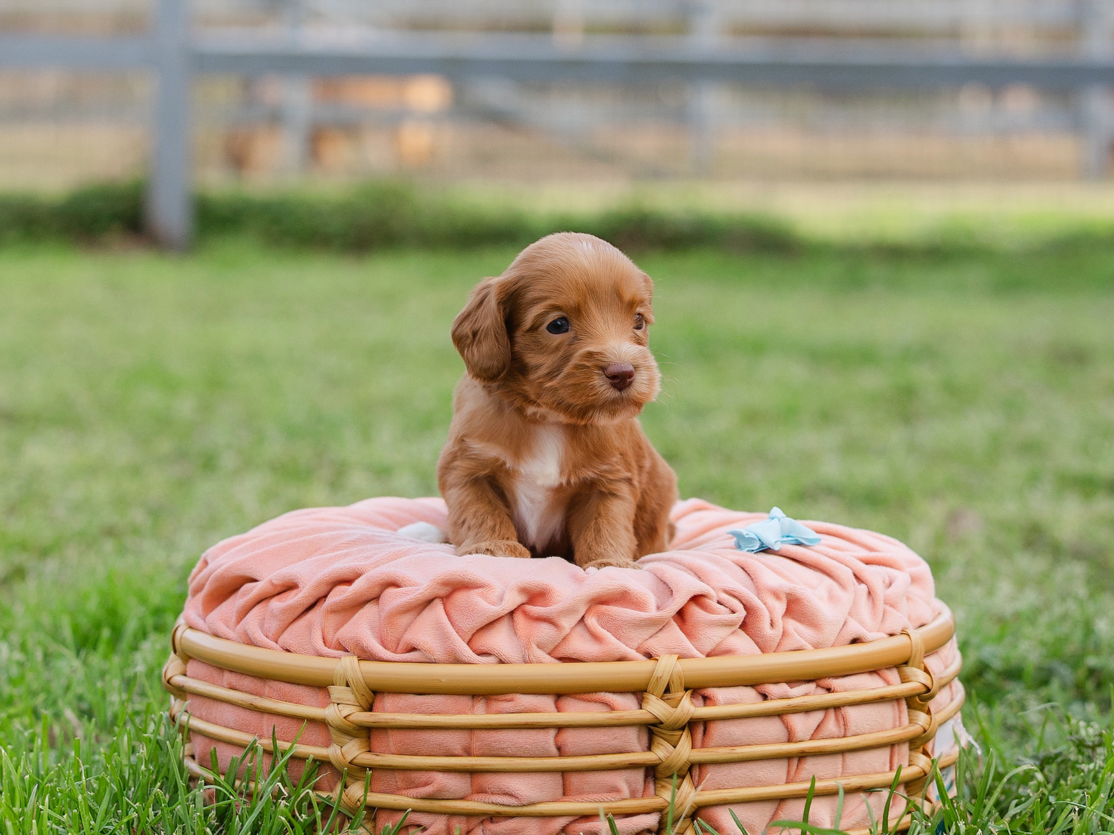 male carmel colored australian labradoodle puppy named Hoot