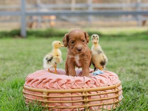 Hoot playing with chicks in a basket