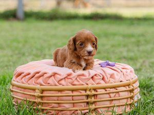 Our new australian labradoodle puppy for sale, named Meow