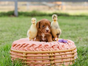 carmel australian labradoodle puppy with white markings