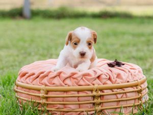 Male Australian Labradoodle puppy named Moo